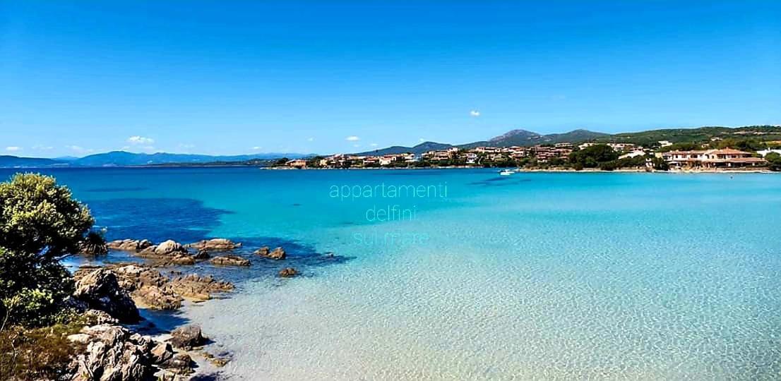 Delfini Sul Mare *
