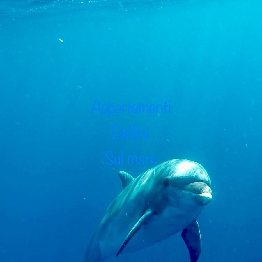 Delfini Sul Mare Golfo Aranci